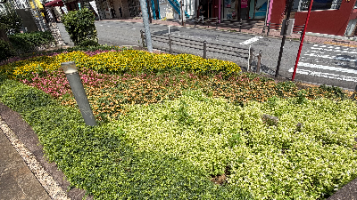 花ひろば