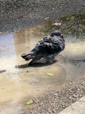志茂町公園